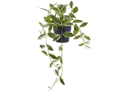 Umělá květina Hoya 33 cm